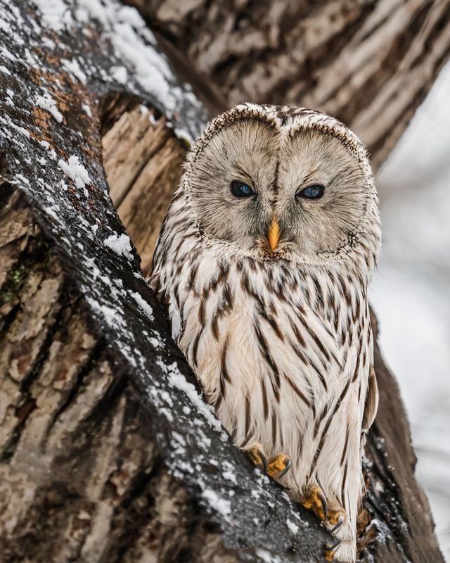 сова, уральская неясыть, птицы, неясыть, длиннохвостая неясыть Длиннохвостая неясытьphoto preview