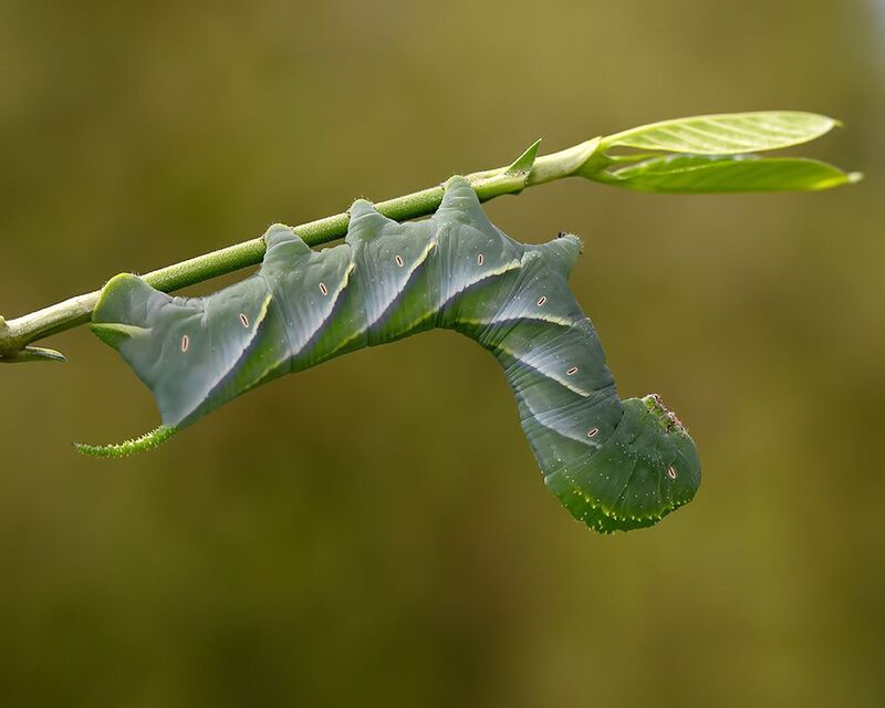 бражник, макро, macro Tobacco hornworm - Бражник табачныйphoto preview