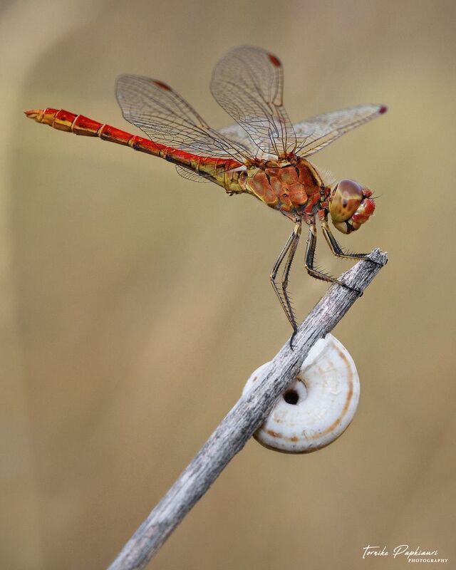 DRAGONFLYphoto preview