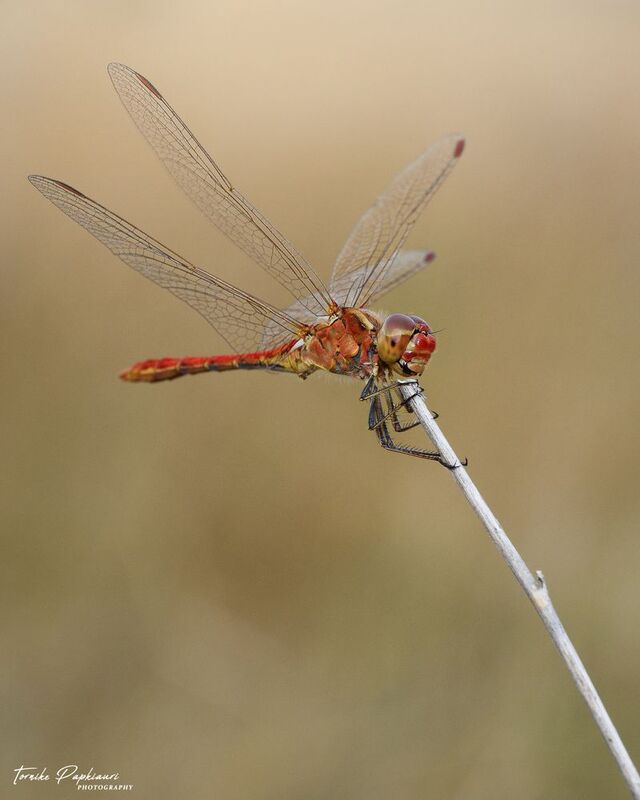 DRAGONFLYphoto preview