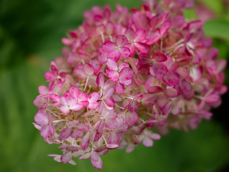 Этюды с Sigma BFphoto preview