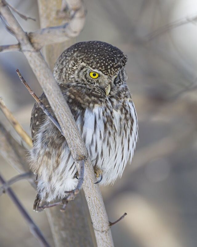 воробьиный сычик, воробьиный сыч, сова, птицы, Воробьиный сычикphoto preview