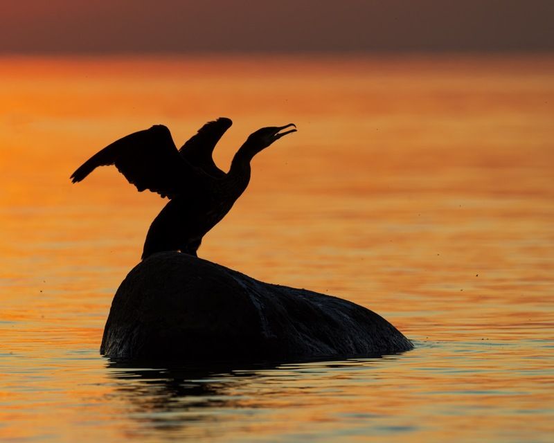 баклан, закат, финский залив, птицы, силуэт Дракон на закатеphoto preview