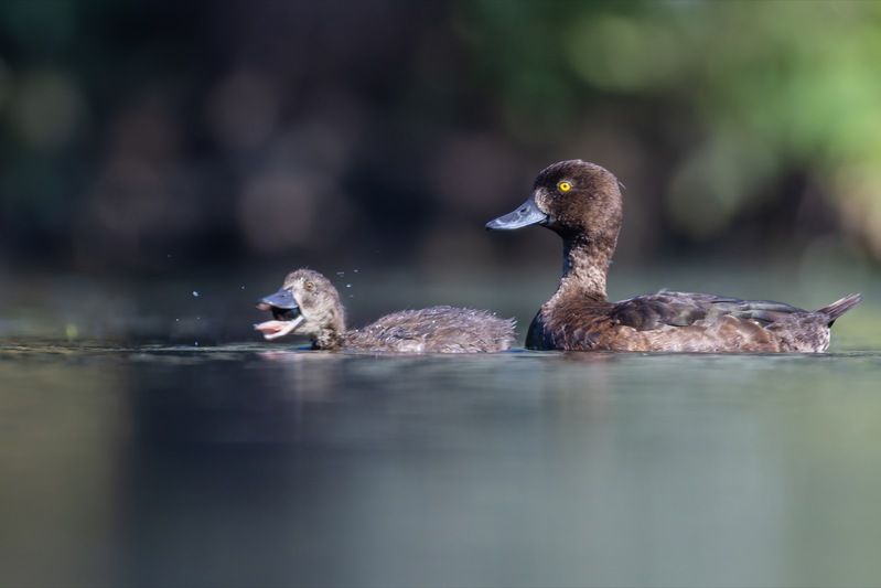 хохлатая чернеть, утка, нырок, птицы, пруд, утенок photo preview