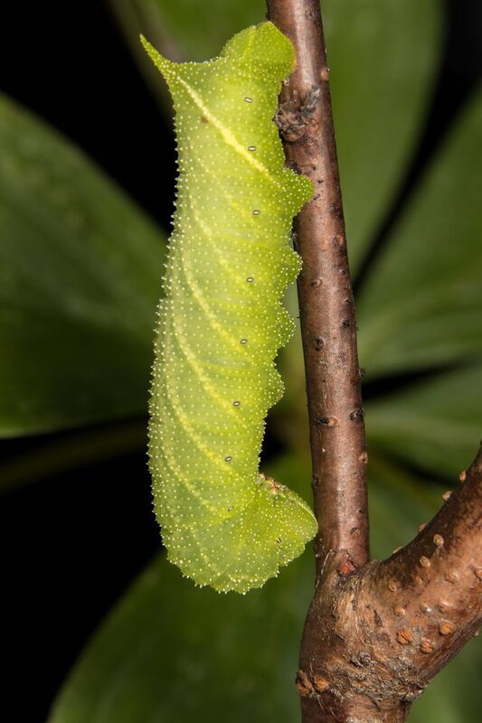 макрофото, макрофотографии, фотомакро, насекомые, макромир, макрофотограф, макроаддикт, макро_мир, naturelovers, naturelover, naturephotography, macrolove, macro_love, biodiversity, macrophotography, macro, macronature, entomology, arthropods, arthropod,  Paonias excaecatus фото превью