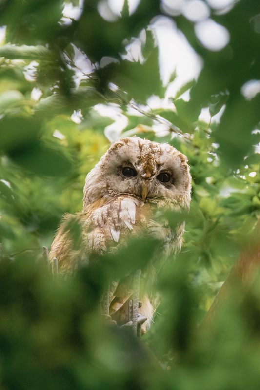 Страж тишиныphoto preview