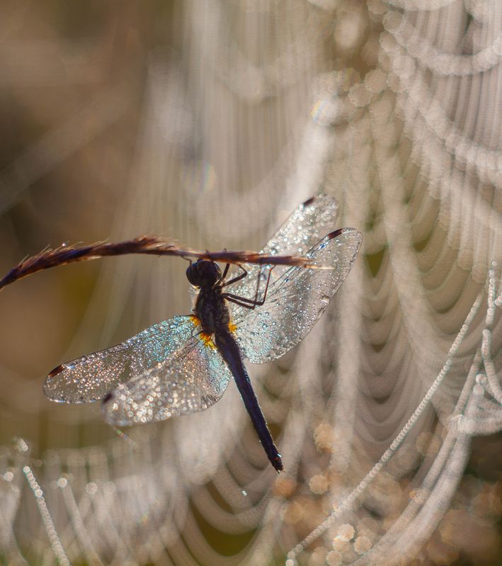 стрекоза photo preview