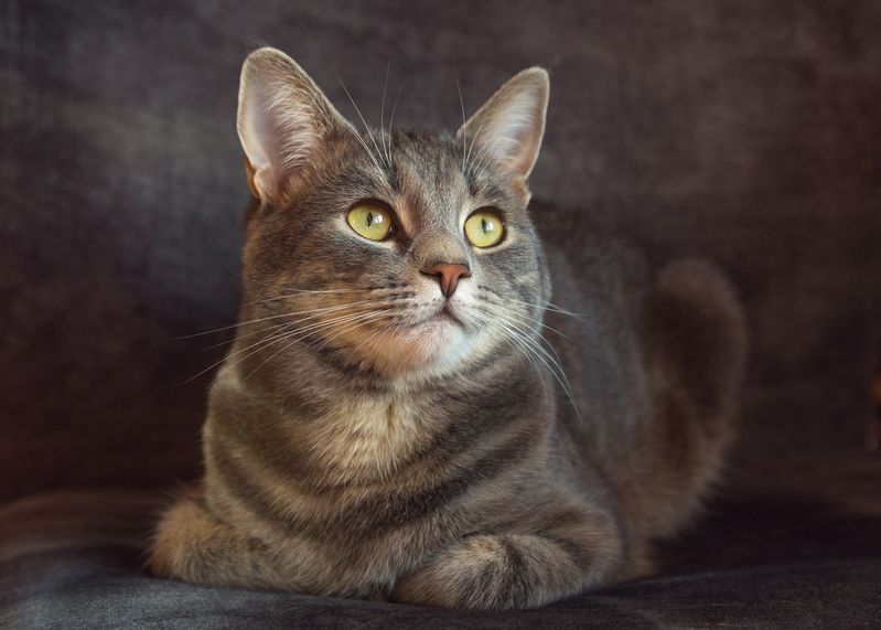 Портрет молодого кота.photo preview