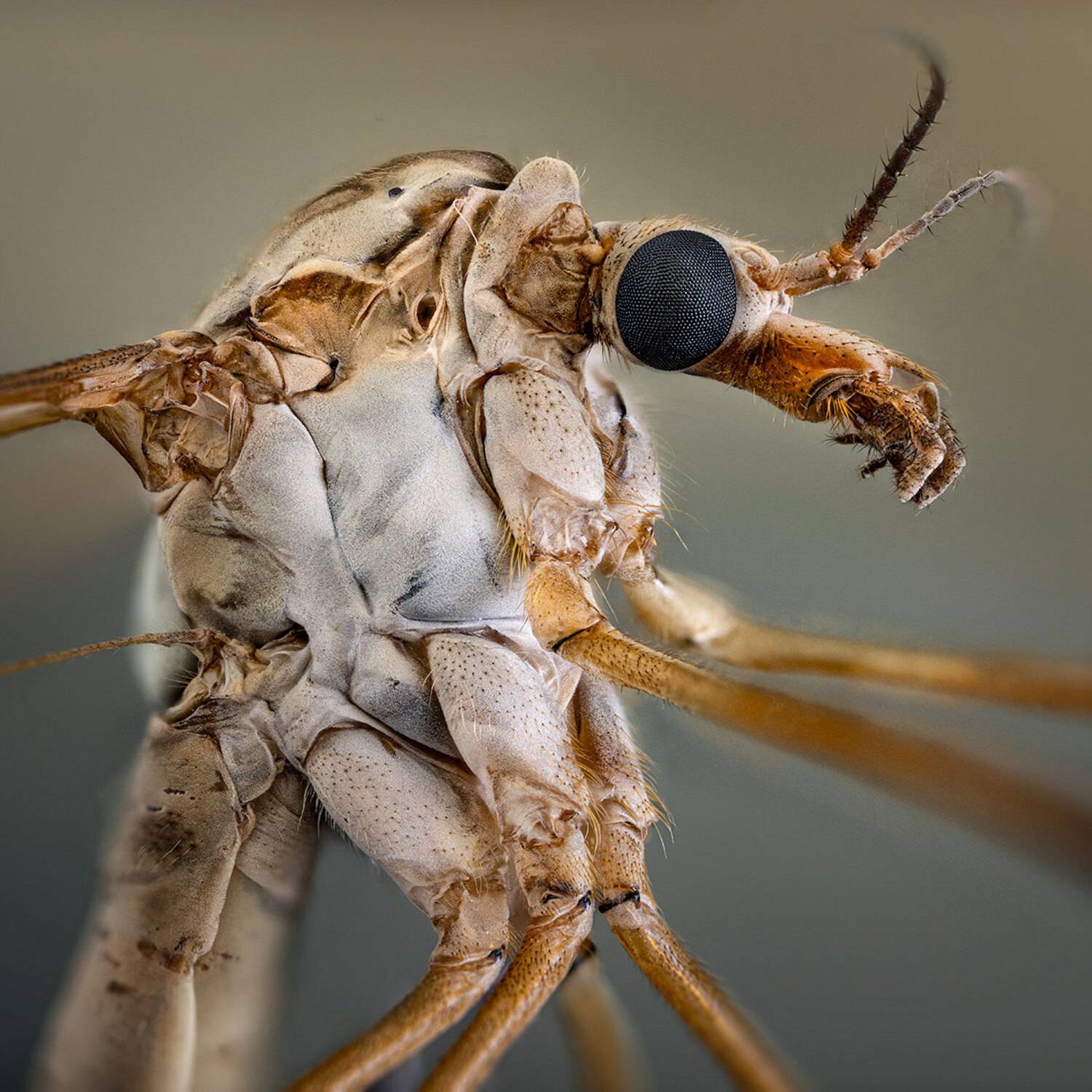 Плохиш. Автор: Kavaliauskas Eugenijus tipulidae, diptera, tipula paludosa, вредная долгоножка, Kavaliauskas Eugenijus