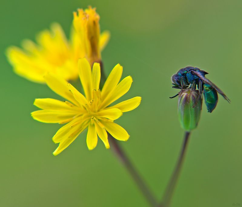 оса блестянка #оса2photo preview