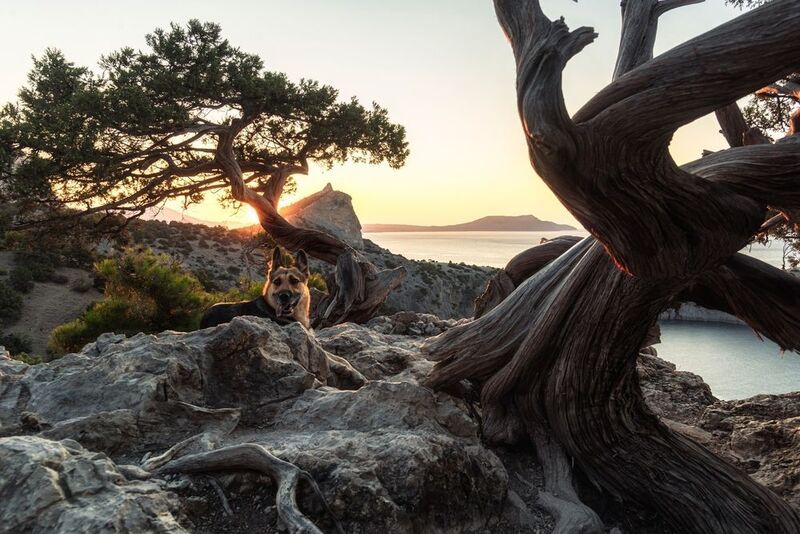 Крым, собака, Россия, Новый свет, рассвет Отдых на перевалеphoto preview