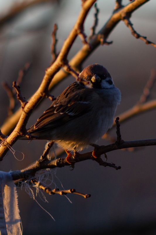 Passer montanusphoto preview