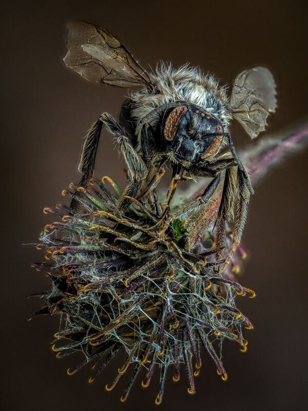 Мумия пчелы.photo preview