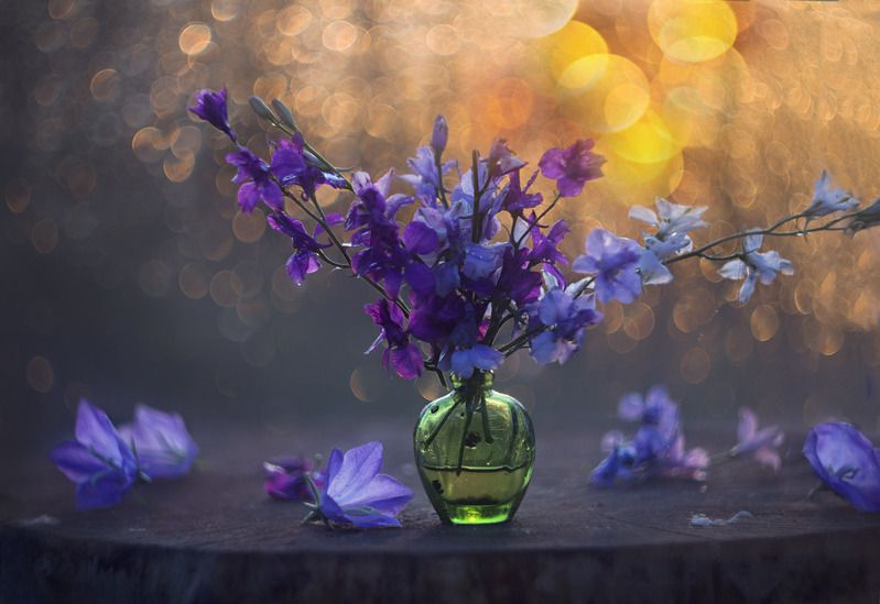 закат, цветы, боке, колокольчики Вечерний  звон фото превью