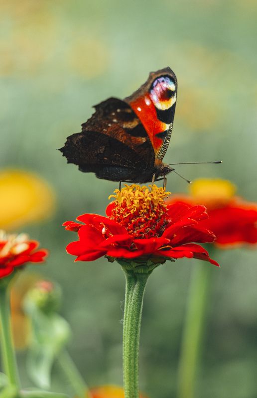 бабочка, макросъёмка, макро фотограф, На обедеphoto preview