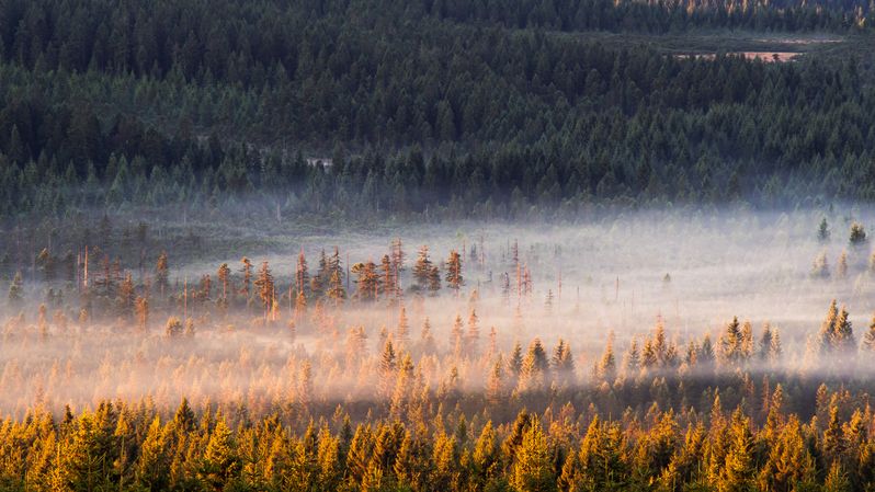 czechia,czech,jizera,morning,misty,fog,foggy,sun,sunrise,magic,golden hour Misty morning in the forestphoto preview