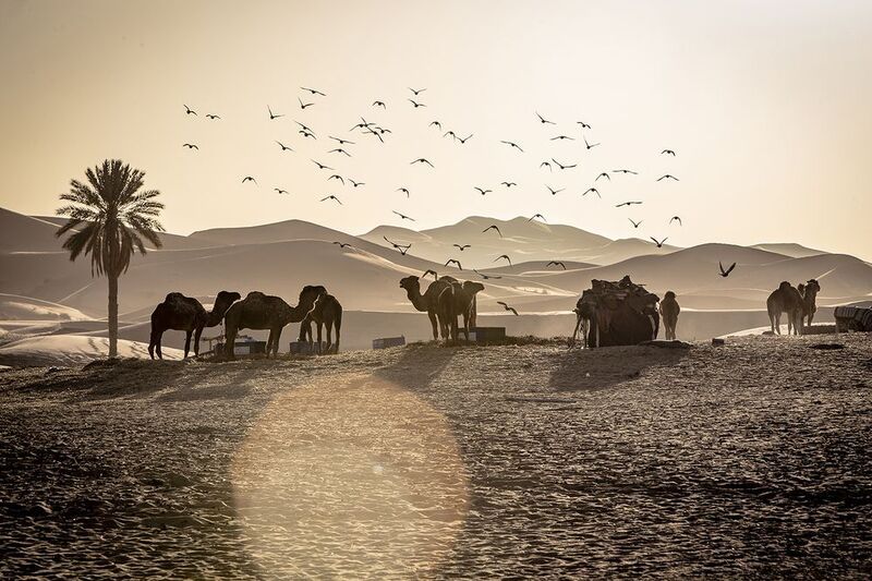 мои марокканские истории, сахара, часть 2 Мои марокканские истории, Сахара, часть 2 фото превью
