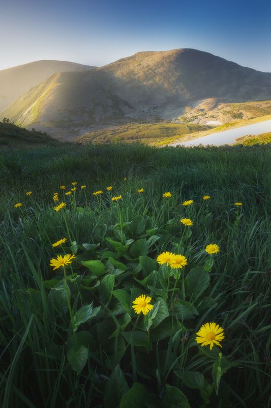 пейзаж, природа, рассвет, утро, поднебесные зубья, горы, цветы Караташский перевалphoto preview
