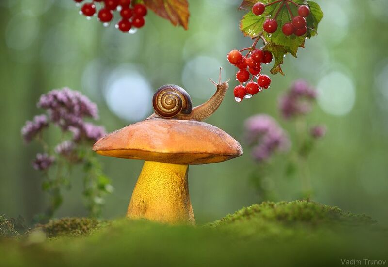 улитка, гриб, гриб-император Верхом на Императоре фото превью