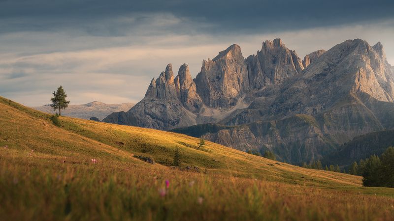 The Tree Who Dreamed of Giantsphoto preview