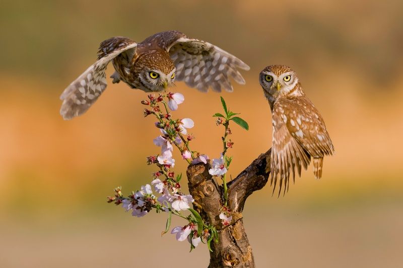 Little owls  фото превью