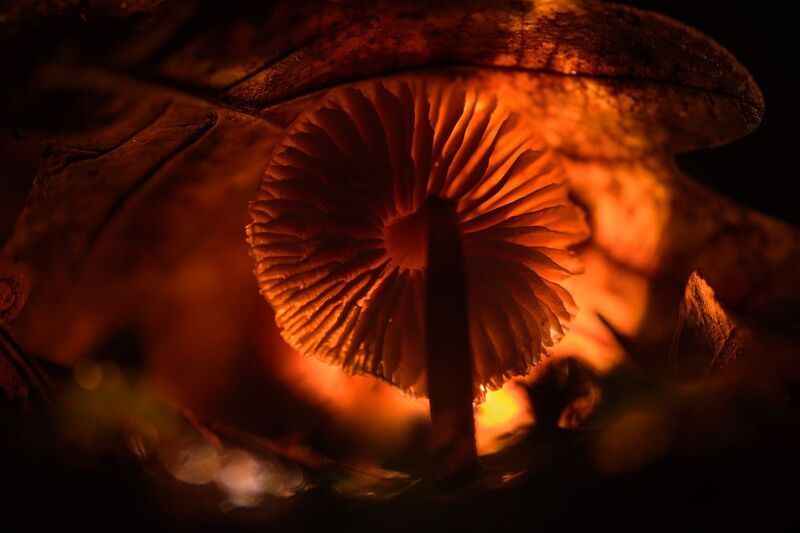 оранжевый, свет, осень, гриб, осенний лист Мир под осенним листомphoto preview