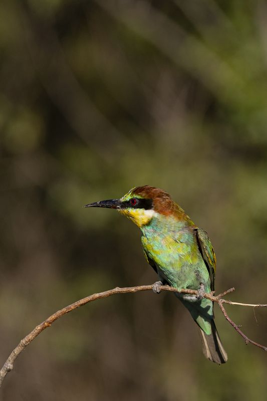 природа ***photo preview