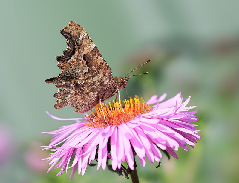 насекомые, бабочка, нимфалида, углокрыльница, осень, сентябрь На сентябрьском цветочке... фото превью