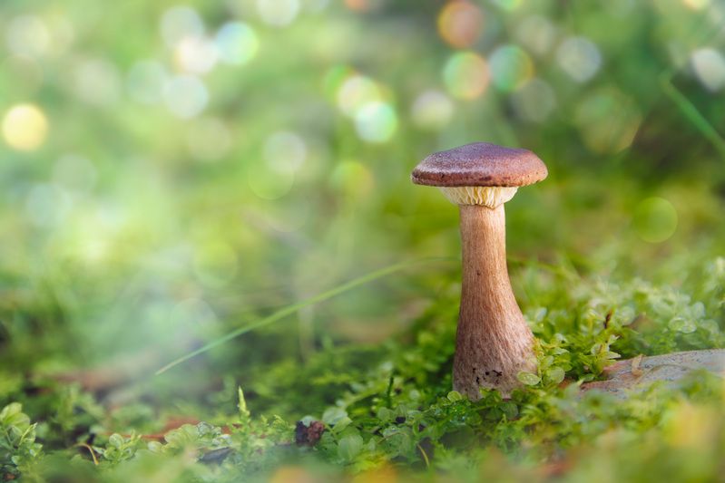 гриб Грибокphoto preview