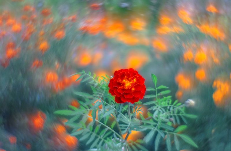 Дачные зарисовки.photo preview