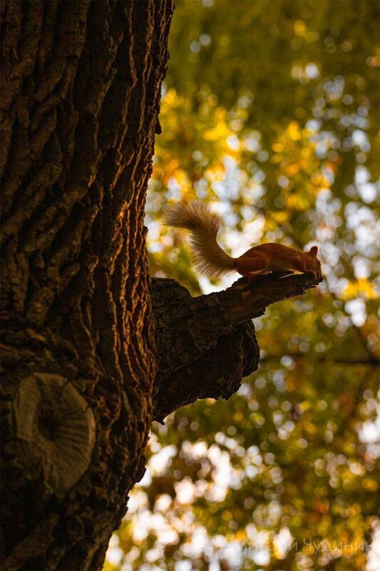 Осенняя белочкаphoto preview