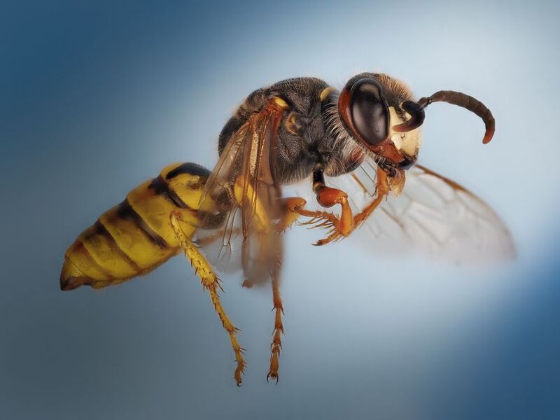 Пчелиный волк.photo preview