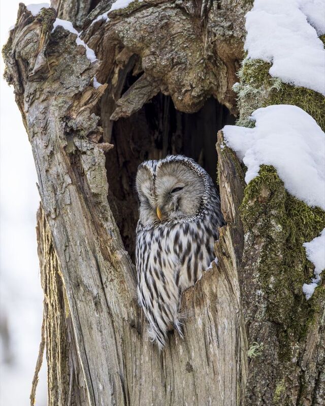 сова, уральская неясыть, птицы, неясыть, длиннохвостая неясыть photo preview