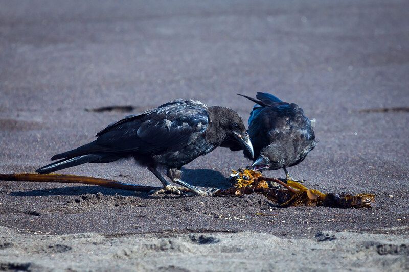 чёрные вороны, птицы, пляж, водоросли, камчатка Чёрные вороны фото превью
