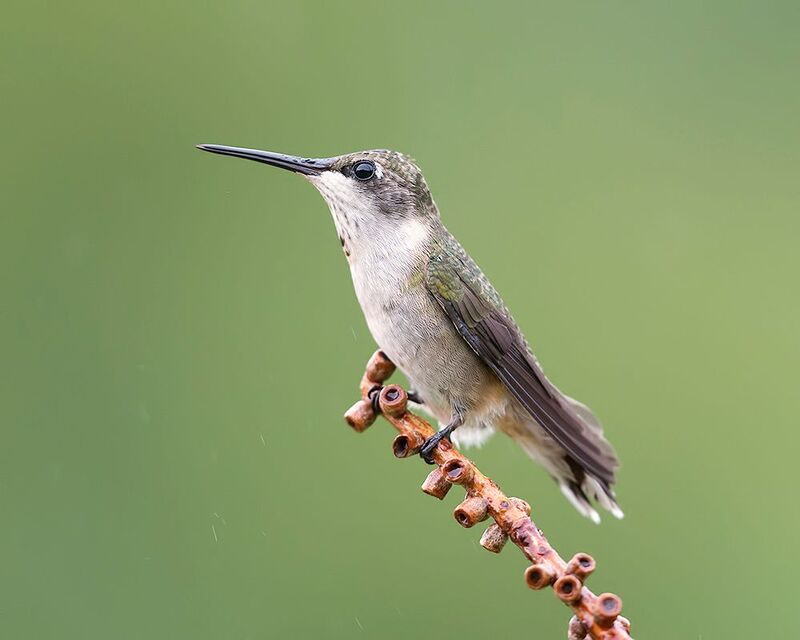 колибри,ruby-throated hummingbird, hummingbird Ruby-throated Hummingbird - Рубиновогорлый Колибри, cамкаphoto preview