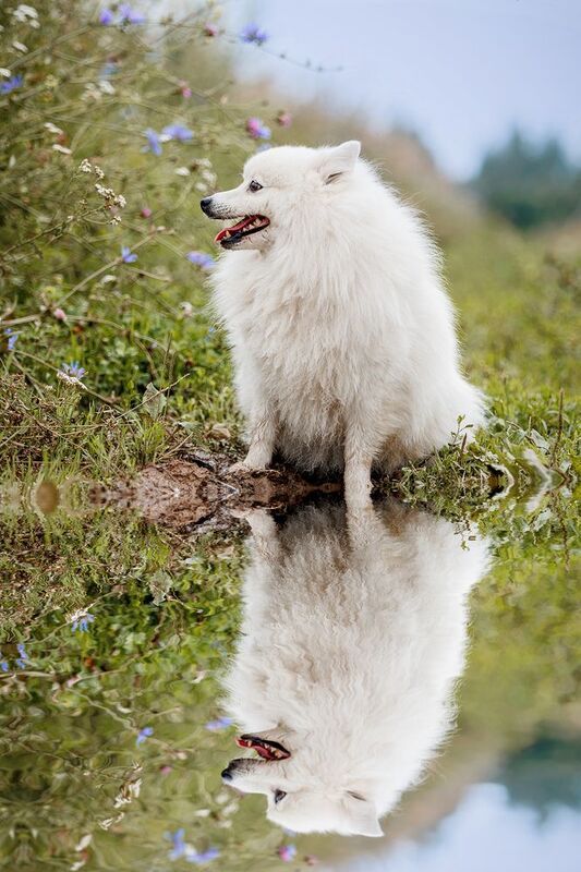 отражениеphoto preview