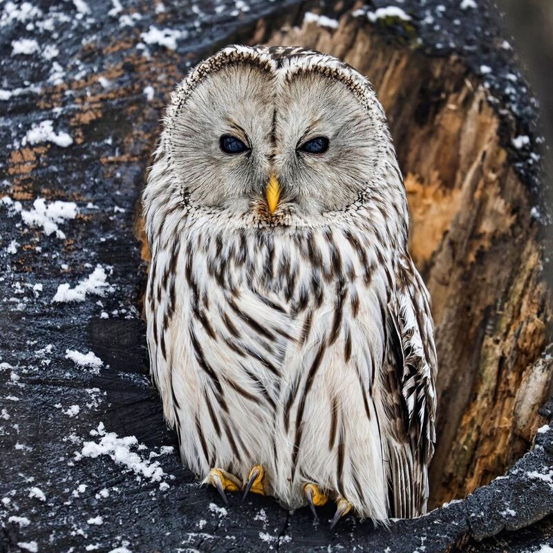 сова, уральская неясыть, птицы, неясыть, длиннохвостая неясыть photo preview