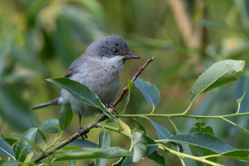 славка-завирушка, славка, славка-мельничек, завирушка, птицы Славка-завирушкаphoto preview