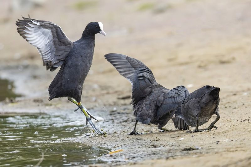 лысуха, птицы Баталии лысухphoto preview