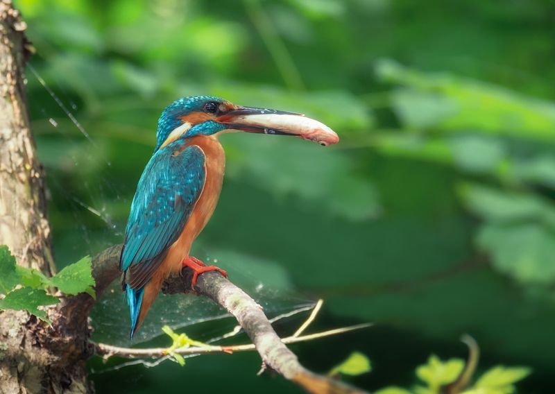 птица, зимородок, рыбак, рыбка, Рыбаки (3 фото)photo preview