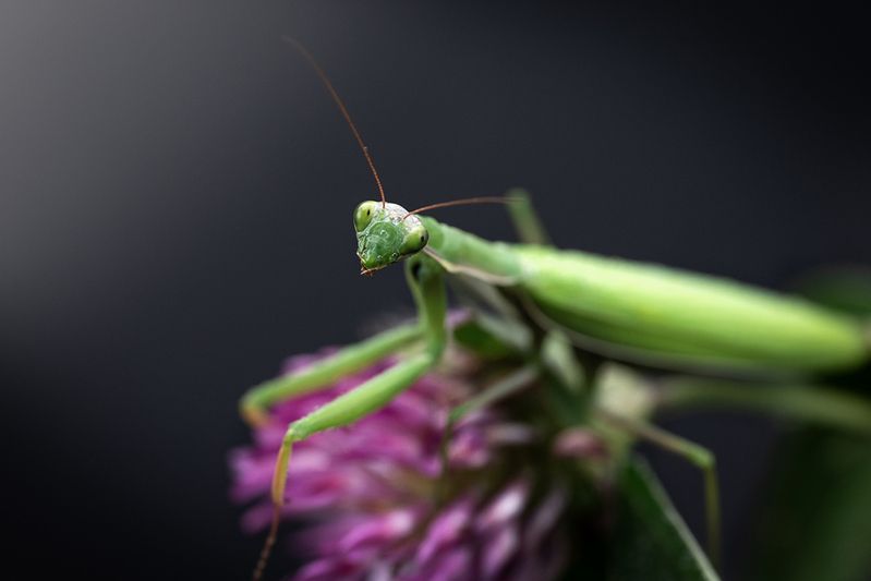 Богомолphoto preview