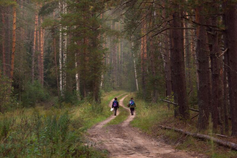 дорога лес грибники осень сентябрь серково По утру с надеждойphoto preview