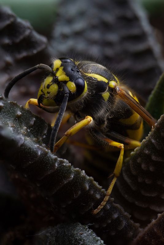 Vespidaephoto preview