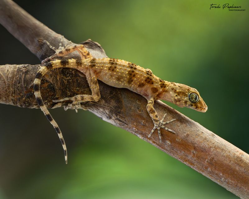 GECKOphoto preview