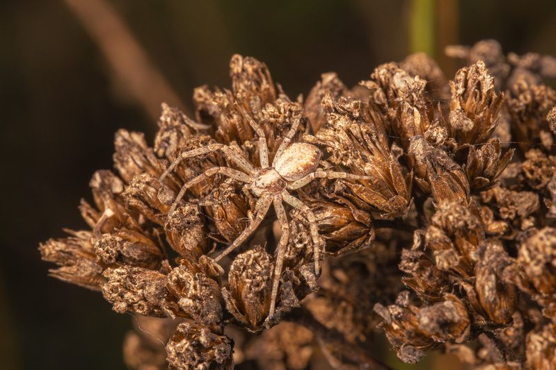 Филодромус (Philodromus)photo preview