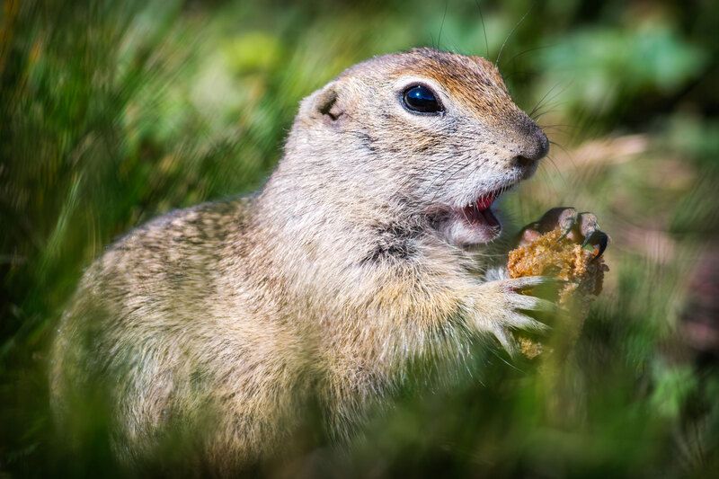 Обжораphoto preview