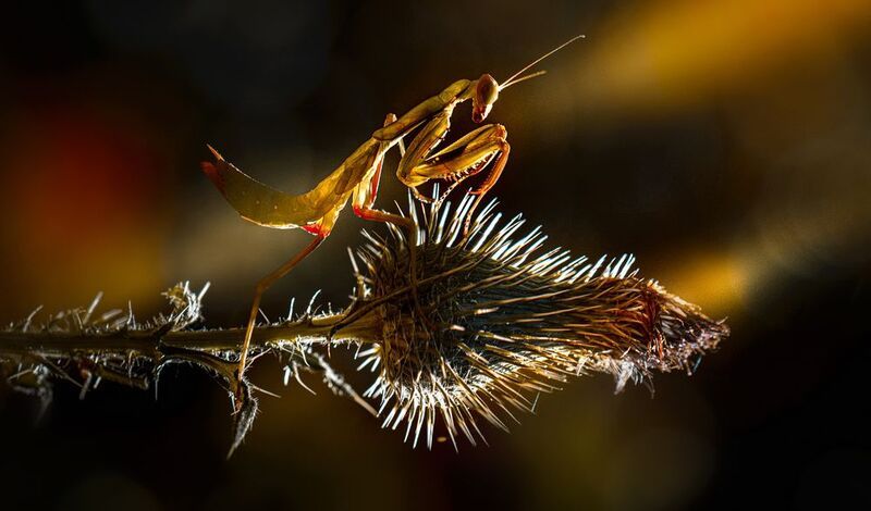 Золотая пуляphoto preview