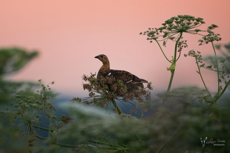 Подготовка ко сну фото превью
