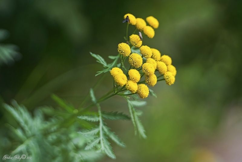 Пижма...photo preview