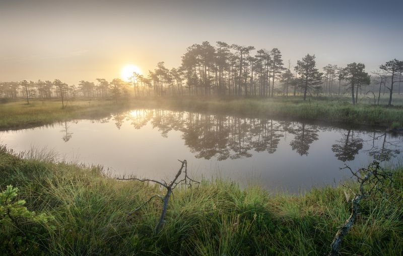 На утреннем болоте photo preview